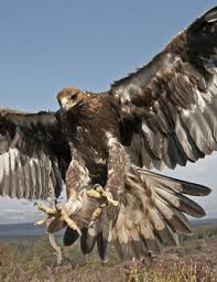 Eagle (Aquila chrysaetos)