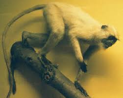 (Semnopithecus entellus)