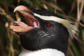 Eudyptes pachyrhynchus