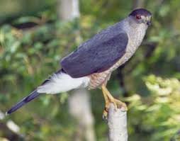 hawk (Accipiter cooperii)