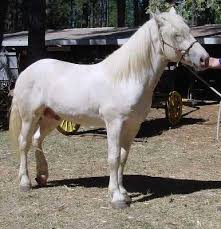 American Cream Draft Horse