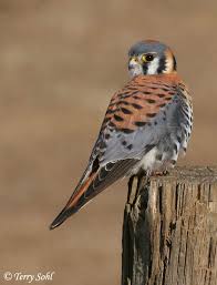 Falco sparverius