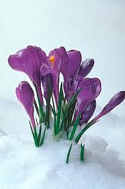 Crocus in Snow