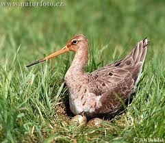 Limosa limosa Pictures, Limosa