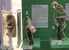 of Loris tardigradus.