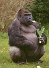 Gorilla