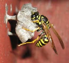 WASP