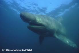 Shark [Cetorhinus maximus]