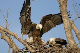 Bald Eagle Brings Nesting