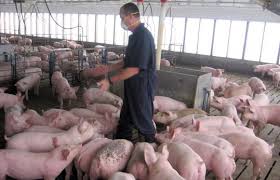 Scientists examine pig farming
