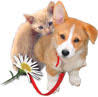 These dog, cat, horse,