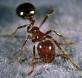 Photo of Fire Ants - Pest Control for Fire Ants by Mike Weed's Termite & Pest Control Services