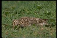 Gallinago paraguaiae (6)