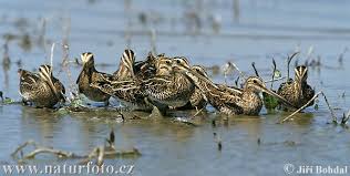 Gallinago gallinago Pictures