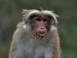 ток макак (Macaca sinica).
