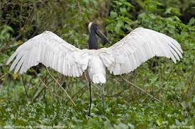 Jabiru (Jabiru mycteria)