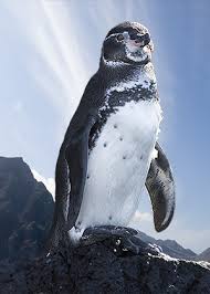 (Spheniscus mendiculus)