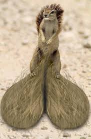 Funny Pictures