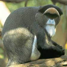(Cercopithecus neglectus)