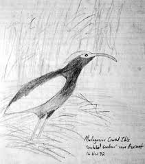 as Dwarf Ibis Bostrychia
