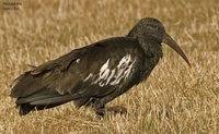 Wattled Ibis - Bostrychia