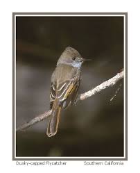 Dusky-capped Flycatcher