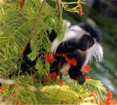 Colobus angolensis