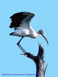Wood Stork (Mycteria americana