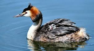 chick Podiceps cristatus.