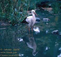 Cicogna bianca Stork Vit stork