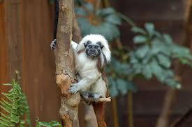 (Saguinus oedipus) by