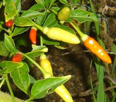 The tabasco variety is also