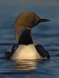 Pacific Loon Gavia pacifica
