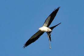 (Elanoides forficatus)