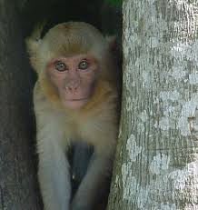 (Macaca mulatta)