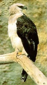 Morphnus guianensis (Daudin