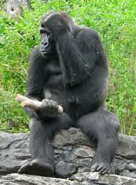 File:Gorilla gorilla