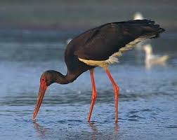 Black Stork (Ciconia nigra)
