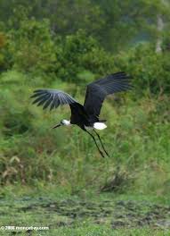 Storch (Ciconia episcopus)