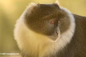 (cercopithecus mitis)