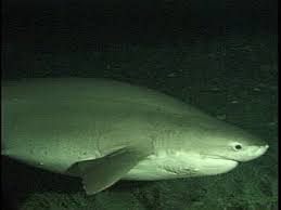 Shark: Hexanchus griseus
