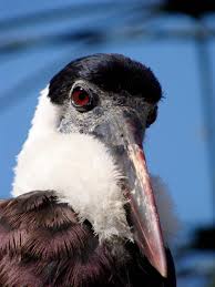 File:Ciconia episcopus