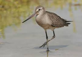godwit, Limosa haemastica.