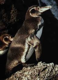 Spheniscus mendiculus