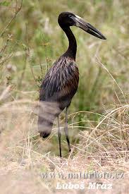 (Anastomus lamelligerus)