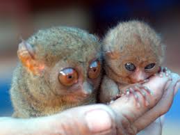 Tarsier (Tarsius pumilus)