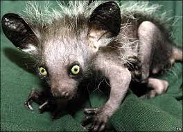 madagascariensis) corre o