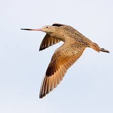 (Limosa fedoa)