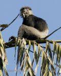 Trachypithecus vetulus 2
