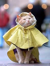 Kitty in His Yellow Rain Coat